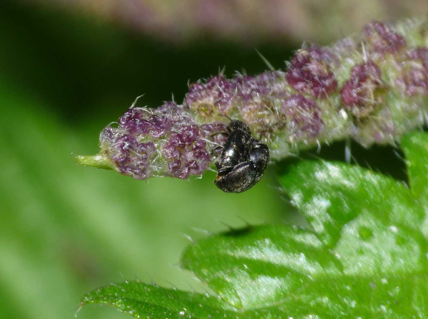 Nitidulidae su fiori di ortica:  Meligetes sp.